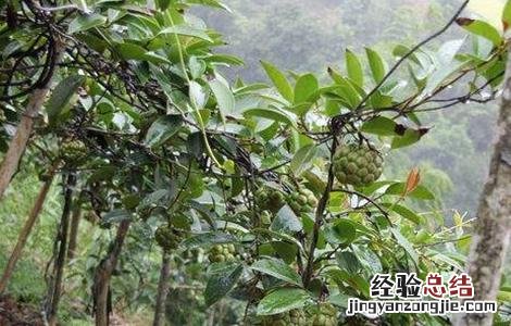 黑老虎的栽培技术有哪些 黑老虎的栽培技术