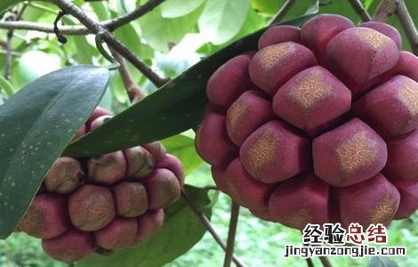 黑老虎的栽培技术有哪些 黑老虎的栽培技术