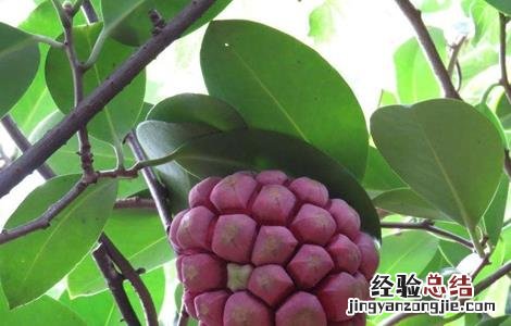 黑老虎的栽培技术有哪些 黑老虎的栽培技术