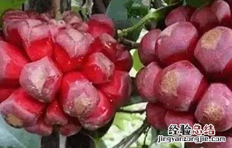 黑老虎的栽培技术有哪些 黑老虎的栽培技术