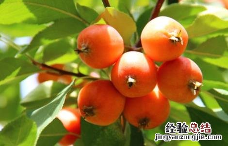 海棠果的种植方法视频 海棠果的种植方法