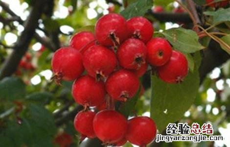 海棠果的种植方法视频 海棠果的种植方法
