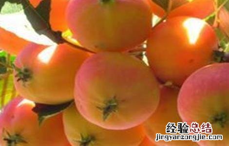 海棠果的种植方法视频 海棠果的种植方法