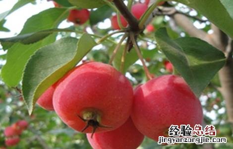 海棠果的种植方法视频 海棠果的种植方法