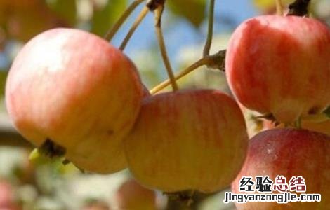 海棠果的种植方法视频 海棠果的种植方法