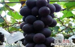 葡萄套袋前的注意事项有哪些 葡萄套袋前的注意事项