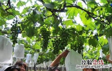 葡萄套袋前的注意事项有哪些 葡萄套袋前的注意事项