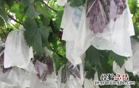 葡萄套袋前的注意事项有哪些 葡萄套袋前的注意事项