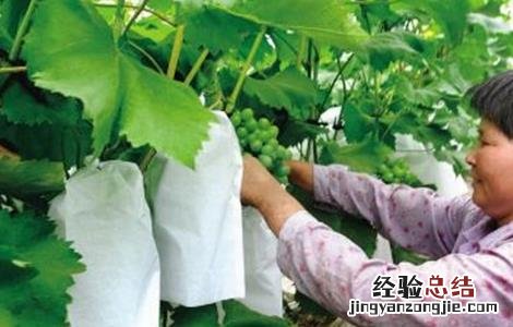 葡萄套袋前的注意事项有哪些 葡萄套袋前的注意事项