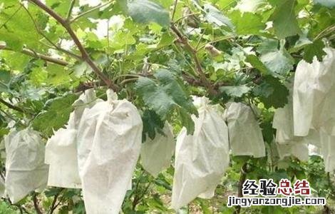 葡萄套袋前的注意事项有哪些 葡萄套袋前的注意事项