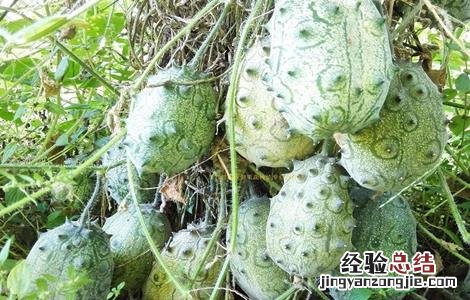火参果植株 火参果的种植方法