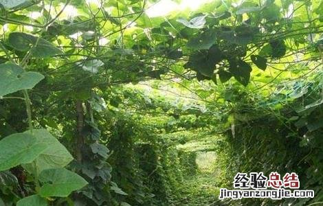 火参果植株 火参果的种植方法