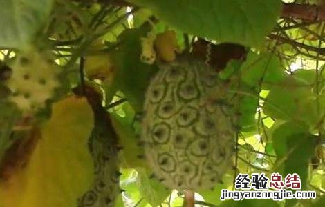 火参果植株 火参果的种植方法
