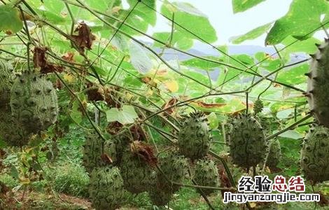 火参果植株 火参果的种植方法