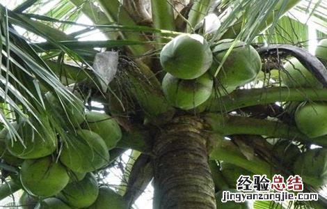 椰子种植的注意事项 椰子种植的注意事项和禁忌