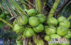 椰子种植的注意事项 椰子种植的注意事项和禁忌