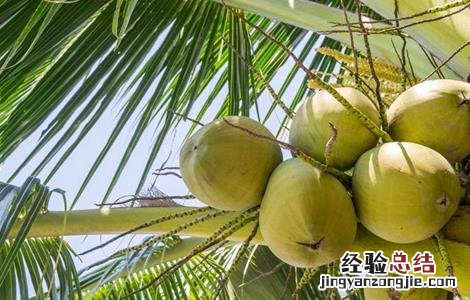 椰子种植的注意事项 椰子种植的注意事项和禁忌