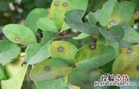 石榴常见疾病及其防治 石榴常见病害及防治