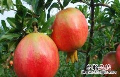 石榴常见疾病及其防治 石榴常见病害及防治