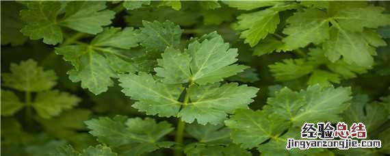 露地芹菜的种植技术和管理 露地芹菜的种植技术