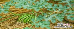 大棚西瓜的种植方法和管理技术
