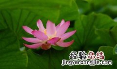 水芙蓉的花期 水芙蓉一年开几次花