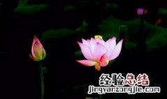 水芙蓉不见光能活吗 水芙蓉需要光吗