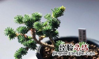 松枝可以水培吗 球松适合水培吗