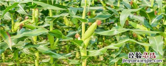 2750积温的玉米品种 玉米积温2650什么意思