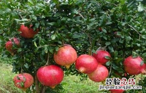 石榴膨大期的管理方法