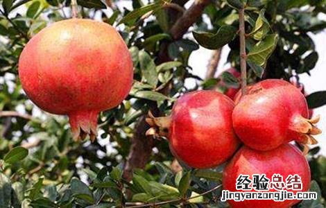 石榴膨大期的管理方法