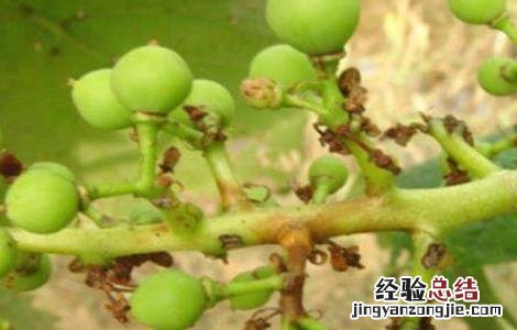 葡萄果粒小的原因是什么 葡萄果粒小的原因