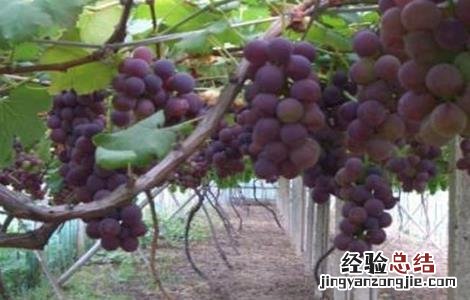 葡萄果粒小的原因是什么 葡萄果粒小的原因