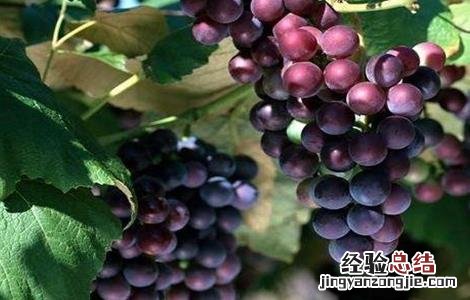 葡萄果粒小的原因是什么 葡萄果粒小的原因