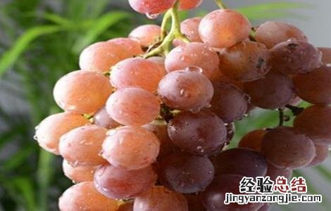 葡萄果粒小的原因是什么 葡萄果粒小的原因