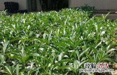 诺丽果的种植方法 诺丽果种植技术