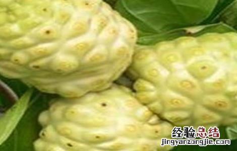 诺丽果的种植方法 诺丽果种植技术