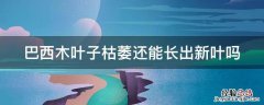 巴西木叶子枯萎还能长出新叶吗 巴西木叶子枯萎还能长出新叶吗图片