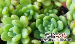 春萌属于什么科 春萌多肉属于什么科