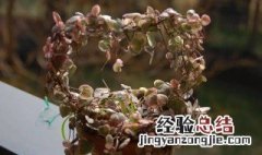 爱之蔓送人有什么禁忌