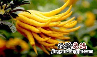 佛手的花语和寓意图片 佛手的花语和寓意
