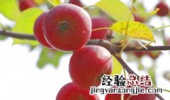 林檎果有什么功效 林檎果的吃法技巧