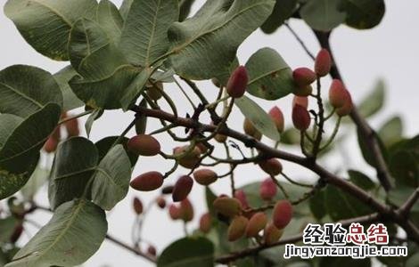 开心果树的种植与管理 开心果的果园管理