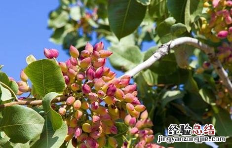 开心果树的种植与管理 开心果的果园管理