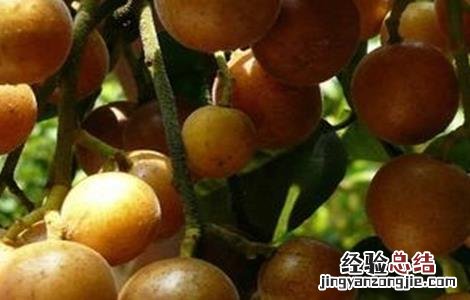 黄皮种植地区 常见的黄皮种植品种