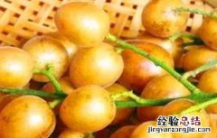 黄皮种植地区 常见的黄皮种植品种