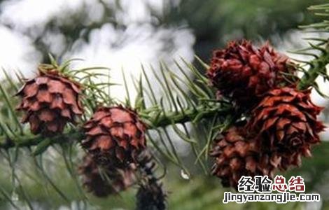 松子的种植方法 松子的种植方法和技术