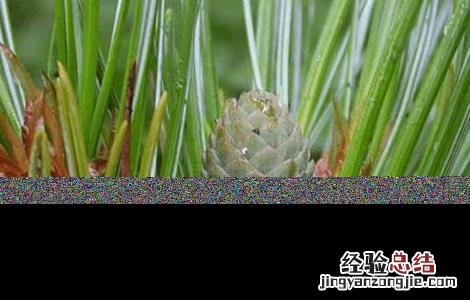 松子的种植方法 松子的种植方法和技术