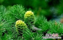松子的种植方法 松子的种植方法和技术