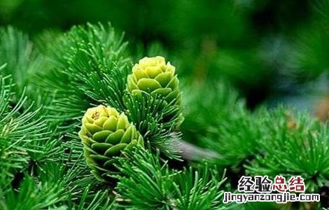 松子的种植方法 松子的种植方法和技术